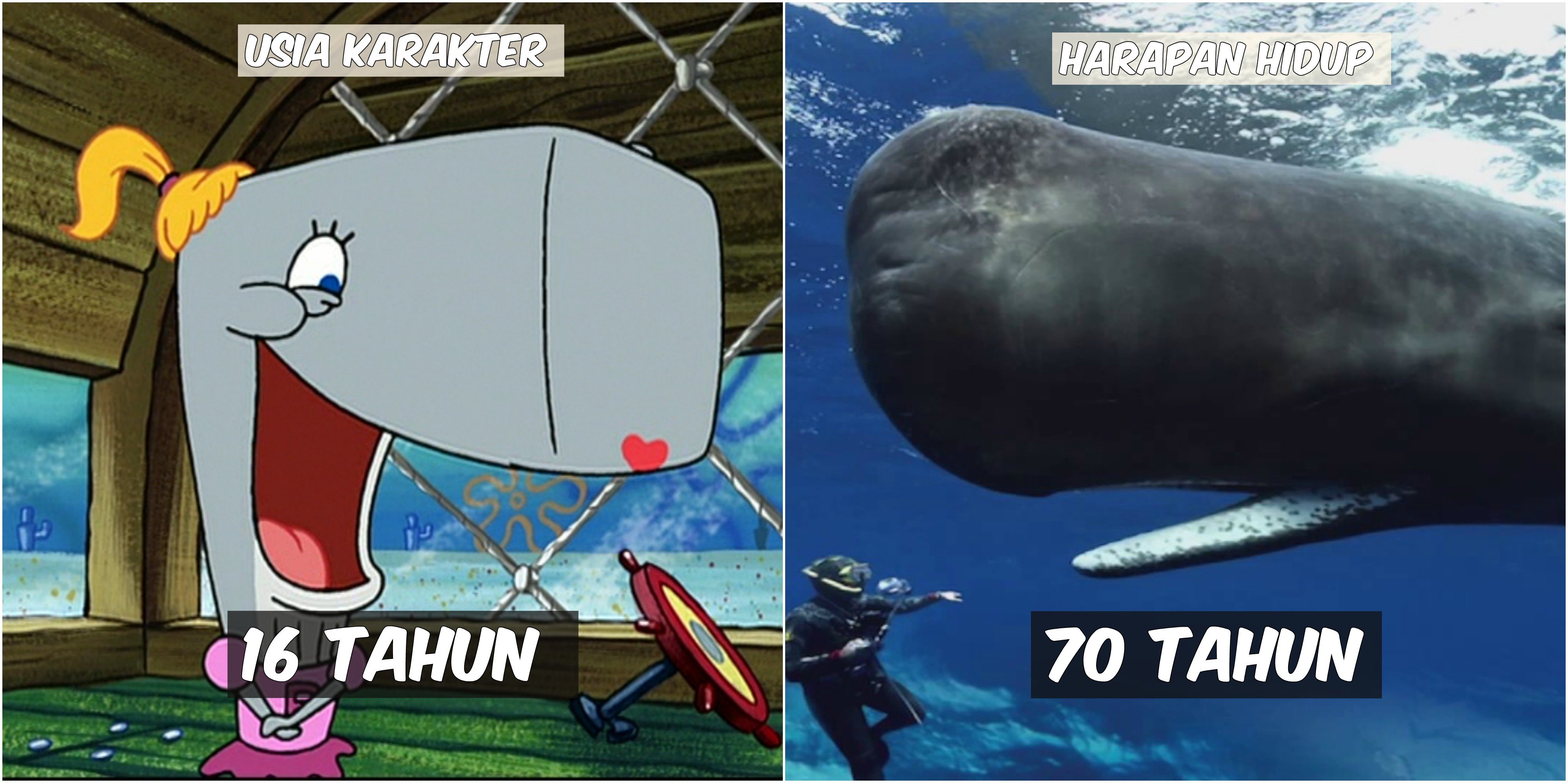 Usia 9 Karakter Spongebob VS Harapan Hidup Hewan di Lautan. Patrick Star Tinggal Setahun Lagi :((