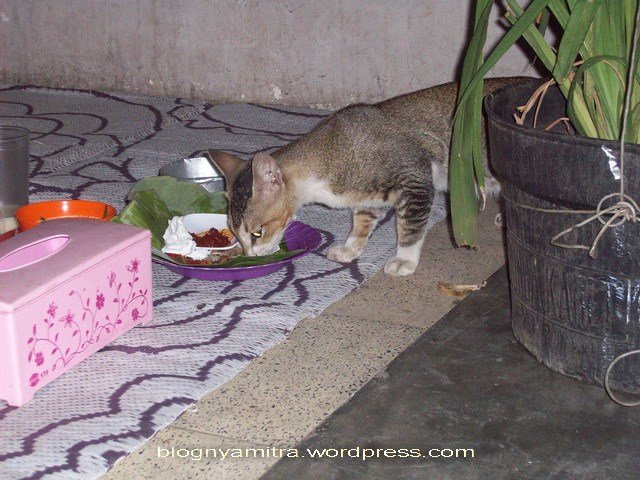8 Ragam Perasaan Orang yang Takut sama Kucing. Di Saat Kalian Gemes dan Memujanya, Kami Gemetaran!!1