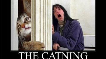 8 Ragam Perasaan Orang yang Takut sama Kucing. Di Saat Kalian Gemes dan Memujanya, Kami Gemetaran!!1