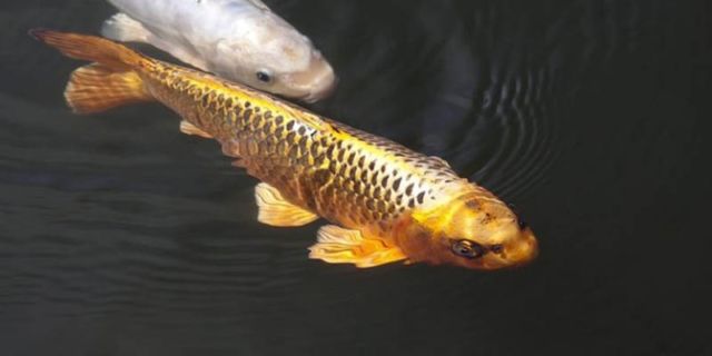 5 Pilihan Hewan Peliharaan untuk Kamu yang Alergi Bulu 1 Ikan