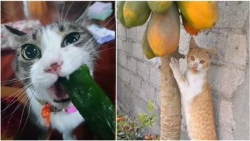 9 Bukti Bahwa Kucing Juga Bisa Jadi Vegetarian. Mereka Aja Doyan Sayur, Masak Kamu Nggak?