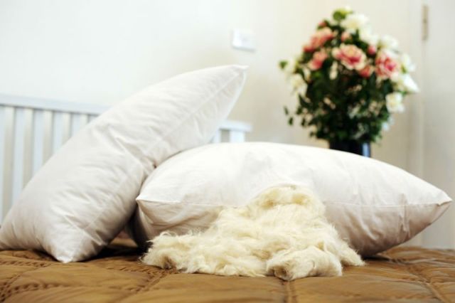 5 Jenis Bantal yang Bagus dan Nyaman Buat Tidur 11 Jenis Bantal kapuk