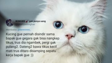 10 Kisah Kocak Kucing Unjuk Gigi Kepada Majikan. Selain Cute Maksimal, Mereka Nggak Suka Diremehkan