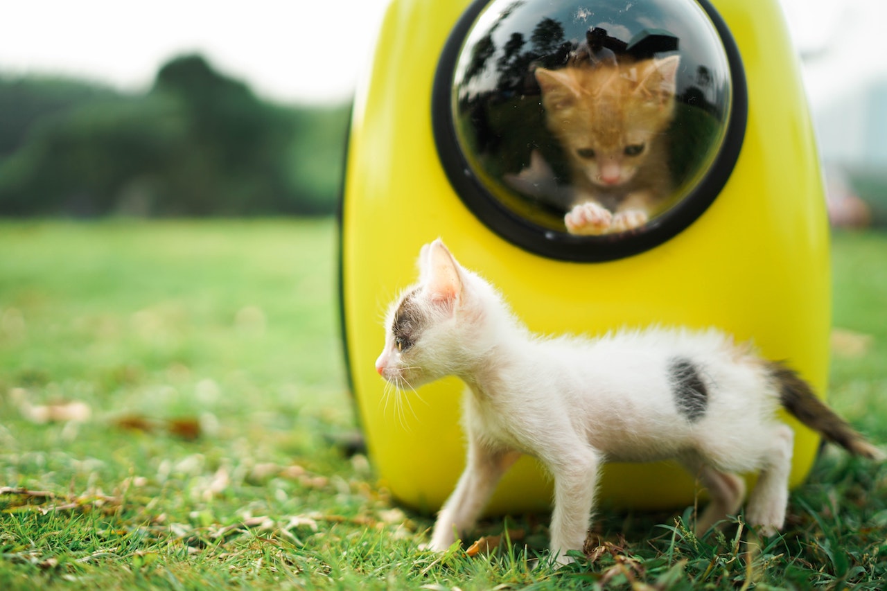 4 Cara Merawat Kucing buat Pemula yang Baru Pertama Kali Ingin Pelihara