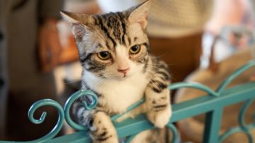 4 Cara Merawat Kucing buat Pemula yang Baru Pertama Kali Ingin Pelihara