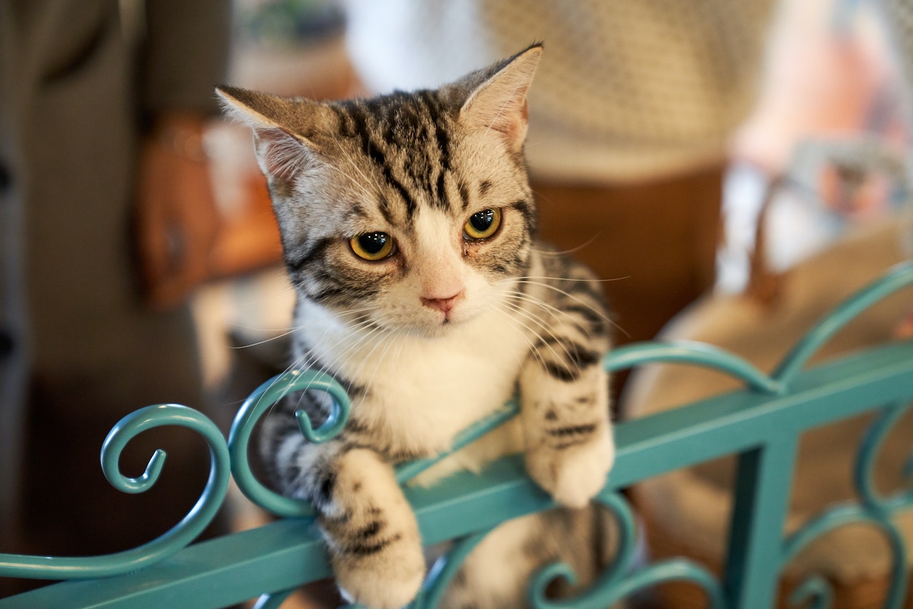 4 Cara Merawat Kucing buat Pemula yang Baru Pertama Kali Ingin Pelihara
