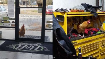 Kerap Berkeliaran di Bengkel, Akhirnya Ayam Homeless ini Diangkat Jadi “Karyawan”. Rezeki Anak Saleh!