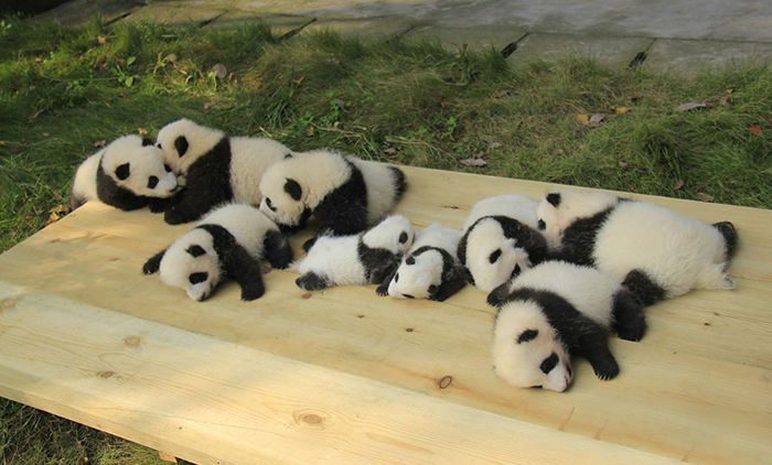 12 Kelucuan Panda di “Daycare” Khususnya ini Bikin Kamu Pengen Samperin Seharian ke Sana. Gemes!