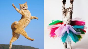 Gemesnya 12 Potret Kucing Sedang Berdansa. Tubuh Mungilnya Meliuk Luwes Bak Balerina~