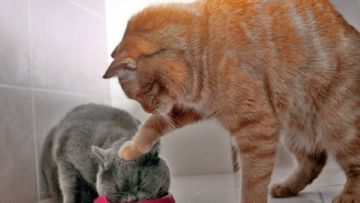 Khoceng Oren Udah Kena Stigma Buruk, Ini 5 Watak Kucing yang Kerap Diamini Berdasarkan Warnanya