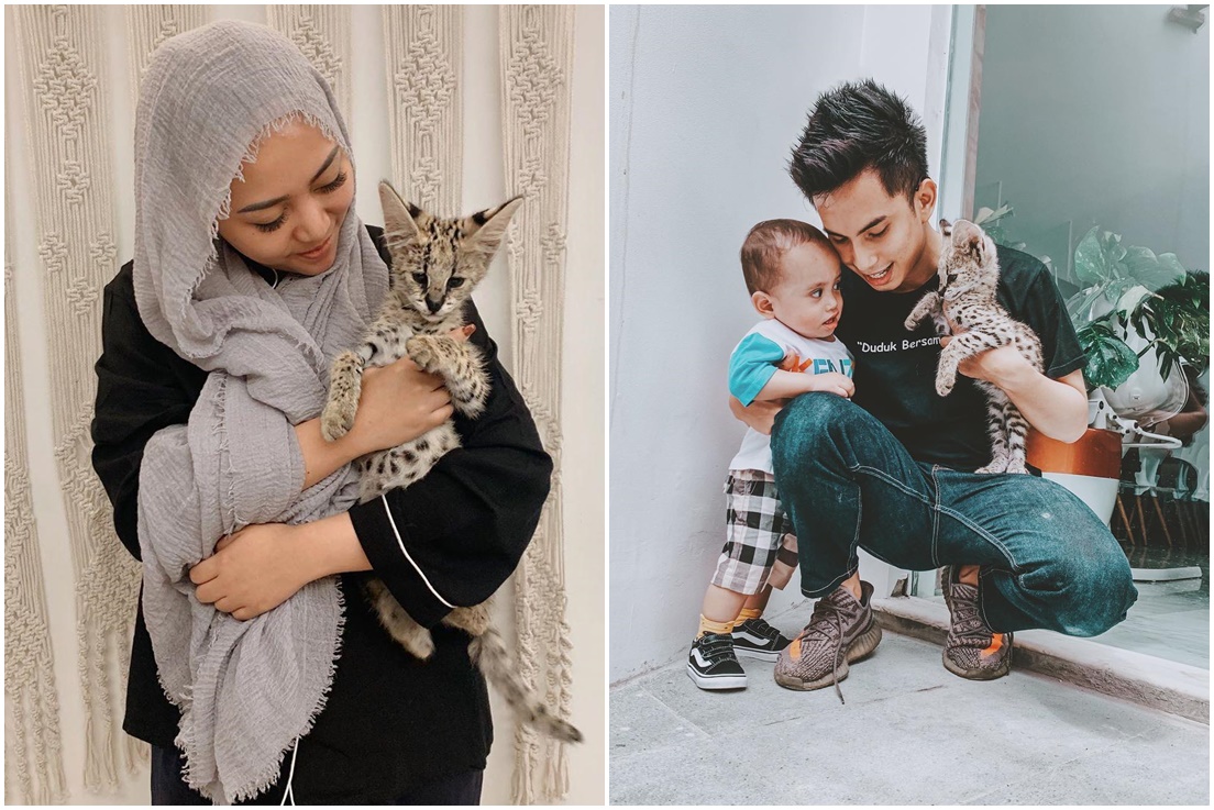 Menabak Karakter Orang dari Kucing Piaraannya. Kucing Oranye nih yang Paling Sering Ngeselin~