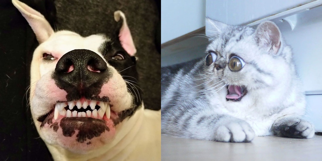 10 Pose Jelek Kucing dan Anjing yang Membuatmu Berpikiran Cari Hewan Peliharaan Lain