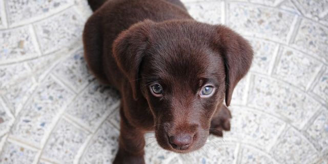 anak anjing
