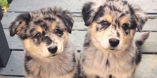 anjing imut