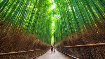 Panduan Wisata Keliling Kyoto dalam Sehari. Sisi Lain Jepang yang Nuansanya Syahdu nan Romantis