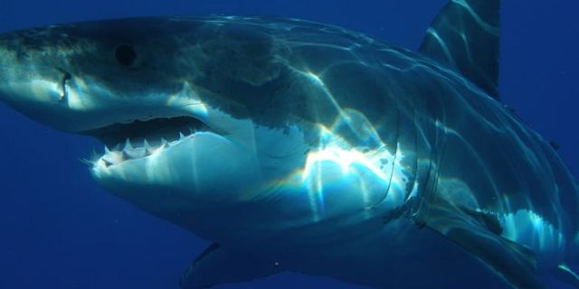 Megalodon