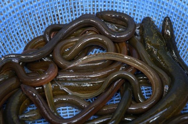 Hidup di Desa Tidak Selalu Kampungan. Kamu Juga Bisa Kok Jadi Bisnisman! 5 Budidaya Belut