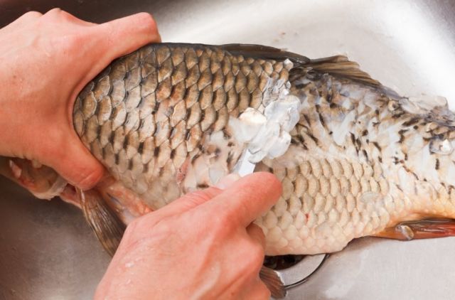 Hidup di Desa Tidak Selalu Kampungan. Kamu Juga Bisa Kok Jadi Bisnisman! 2 Ikan Gurame