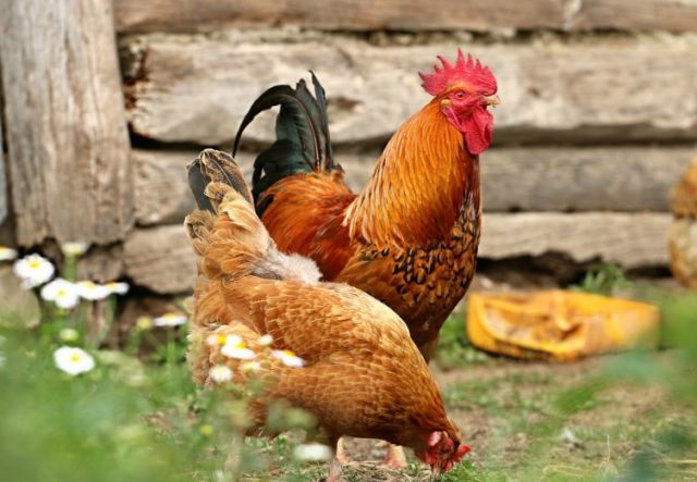 Hidup di Desa Tidak Selalu Kampungan. Kamu Juga Bisa Kok Jadi Bisnisman! 3 Ternak Ayam