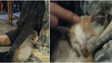 Awalnya Cuma Disapa, Kucing Homeless ini Berakhir Tidur Pulas di Pelukan Mas-Mas. Lucu Banget deh!