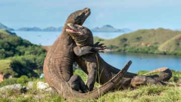 Pro Kontra Tiket Pulau Komodo Rp 14 Juta: Luhut Ingin Seperti Jurassic Park, Pelaku Wisata Tak Sepakat!