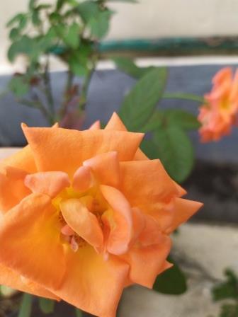 Yuk, Selamatkan Bumi dengan Memelihara Tanaman! 4 Bunga Mawar Orange
