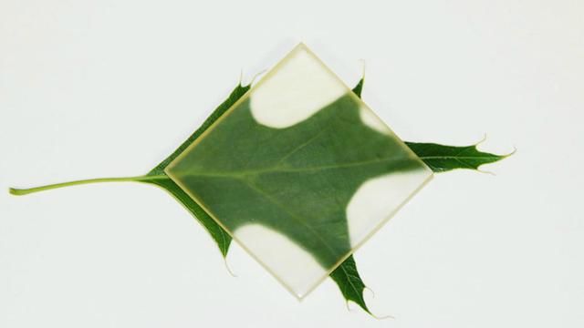 kayu transparan