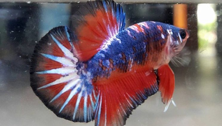 Panduan untuk Kamu yang Ingin Memelihara Ikan Cupang. Jangan Sampai Salah Kasih Makan Ya!