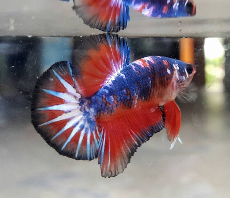 Panduan untuk Kamu yang Ingin Memelihara Ikan Cupang. Jangan Sampai Salah Kasih Makan Ya!