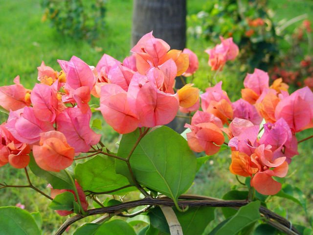 bunga bugenvil