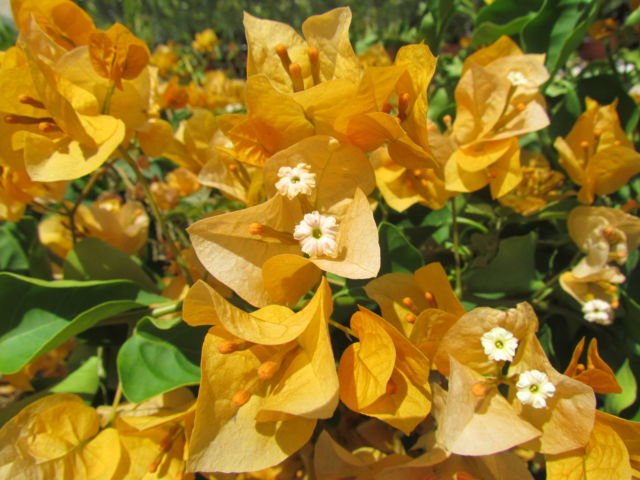 bunga bugenvil