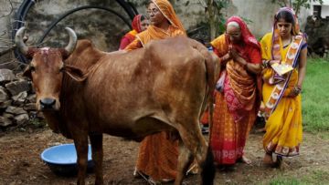 Idul Adha di India: Kalau Sapi Dianggap Hewan Suci, Gimana Umat Muslim Rayakan Idul Adha?