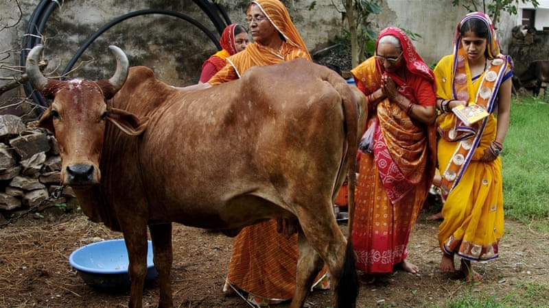 Idul Adha di India: Kalau Sapi Dianggap Hewan Suci, Gimana Umat Muslim Rayakan Idul Adha?