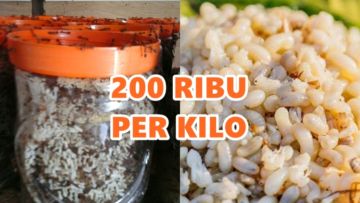 Cara Beternak Kroto Bermodal Stoples untuk Pemula