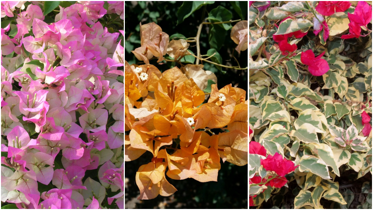 12 Varietas Bunga Bugenvil yang Berwarna Cerah & Rimbun
