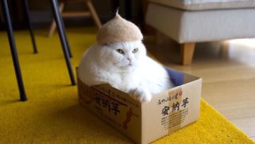13 Kucing ini Punya Topi yang Menggemaskan dari Hasil Rontokan Bulu Mereka Sendiri. Kreatif Sekaleee!