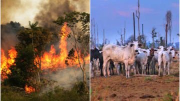 Hutan Amazon Terbakar, Salah Satu Solusi : Kurangi Makan Daging Sapi! Meski Aneh, Baca Deh Alasannya