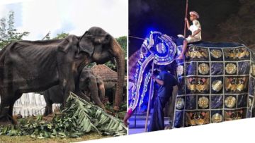 Potret Pilu Gajah Kurus di Sri Lanka, Harus Bekerja Siang Malam & Jalan Jauh dengan Kaki Dirantai