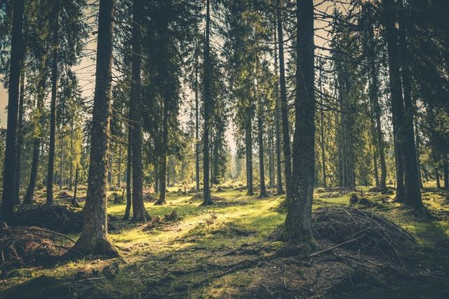 Photo by Rudolf Jakkel from Pexels