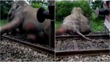 Seekor Gajah Tertabrak Kereta di India, Terseok-seok dengan Tubuh Penuh Luka. Kasihan Banget