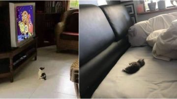 Makhluk Kecil di Dunia yang Luas, 11 Anak Kucing Mungil ini Bakal Bikin Kamu Gemas Sampai Ubun-Ubun