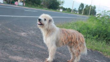 Setia Menunggu Pemiliknya Selama 4 Tahun, Anjing ini Ingatkan Kita pada Kisah Sedih Hachiko. Sedih!