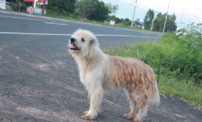 Setia Menunggu Pemiliknya Selama 4 Tahun, Anjing ini Ingatkan Kita pada Kisah Sedih Hachiko. Sedih!