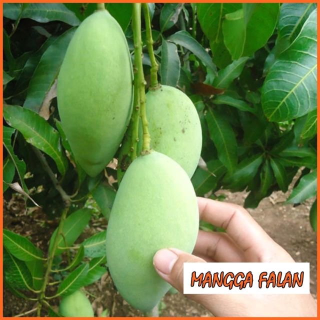 Jenis Mangga falan