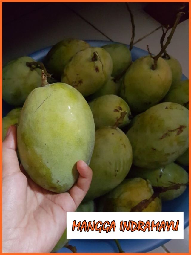 jenis mangga cengkir indramayu