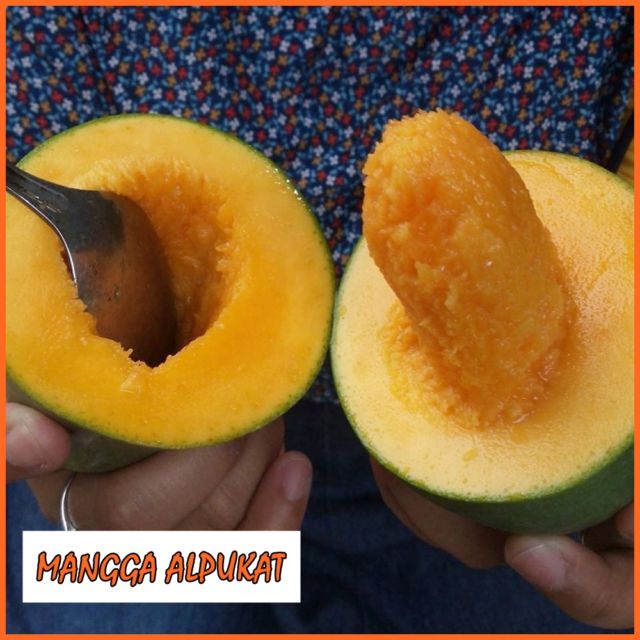 Jenis Mangga alpukat