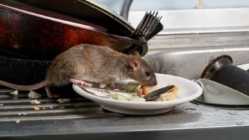 4 Tips Membuang Bangkai Tikus yang Udah Mati, Biar Nggak Ngotorin Jalan dan Bikin Bau!
