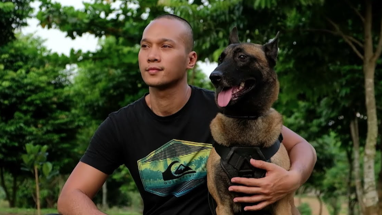 Pernah Gigit ART hingga Tewas, Anjing Belgian Malinois Bima Aryo Mati karena Komplikasi Penyakit