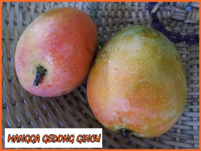 Jenis Mangga gedong gincu