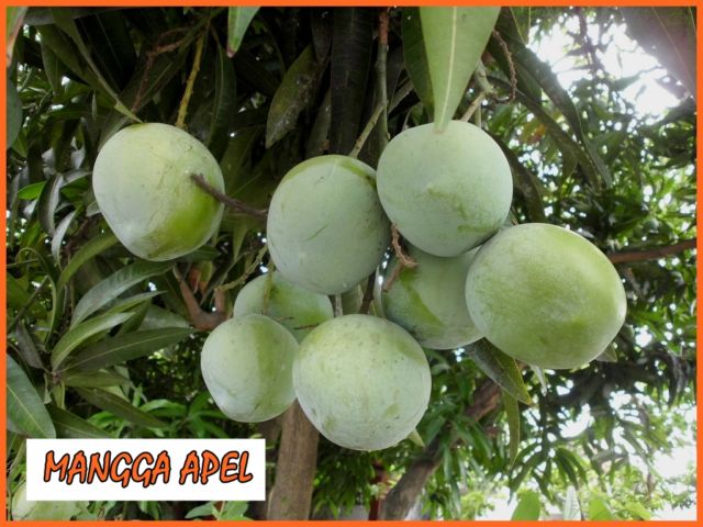 Jenis Mangga apel